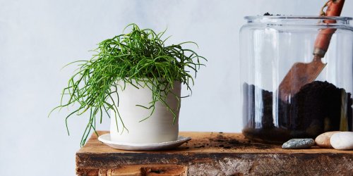 7 Common Houseplant Afflictions & How to Cure Them All