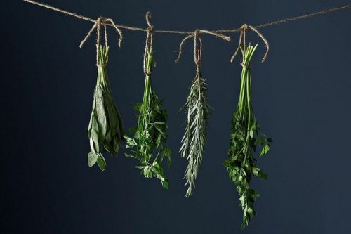 Best of the Hotline: How to Save Fresh Herbs