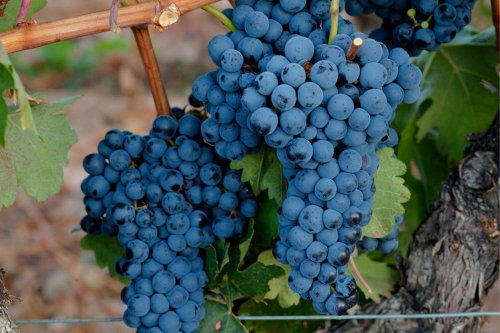 Love Aged Wine But Don’t Want to Wait? Tempranillo Is for You