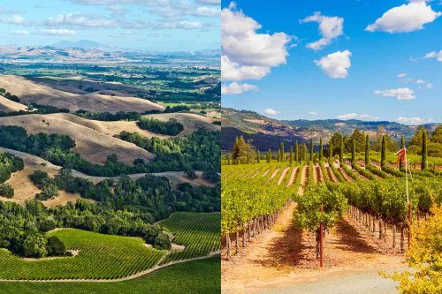 What's the Difference Between Napa and Sonoma Wines?