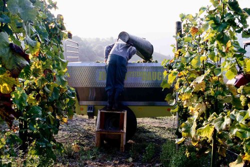 Here's What You Need to Know About Europe's Historically Low Wine Harvest