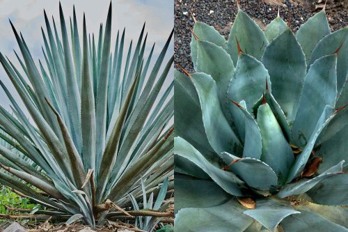 What’s the Difference Between Tequila and Mezcal?