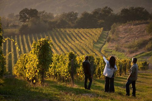 The Best Italian Wineries to Visit Near Naples