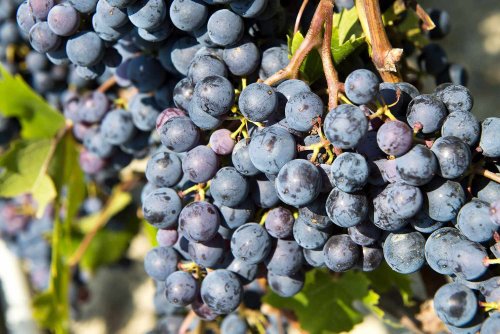 Nebbiolo — A Guide to the Basics