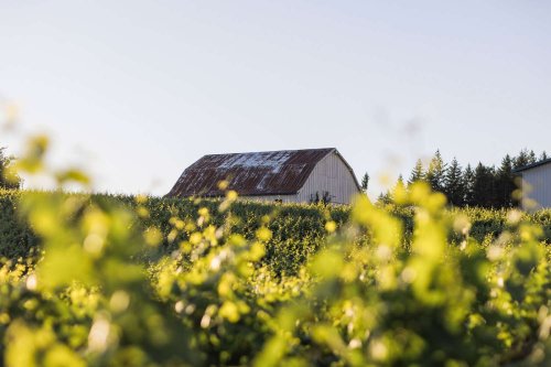 Can the Willamette Valley Combine the Best of Napa and Burgundy to Become the Ultimate Wine Country Destination?
