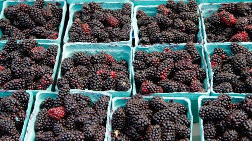 The Difference Between Blackberries and Marionberries