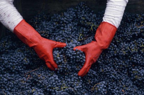 What Is Carbonic Maceration in Winemaking and How Does It Work?