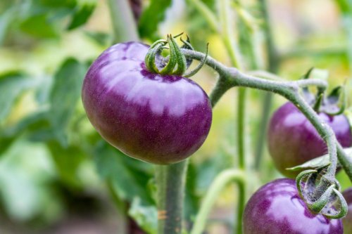 USDA Approves Genetically Modified, Antioxidant-Rich Purple Tomato