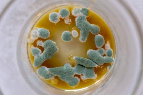 How Water Activity Relates to Microbial Growth