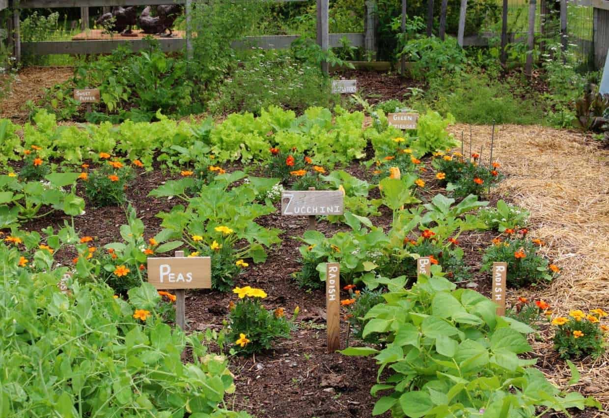 From patch to plate: How to create a potager garden