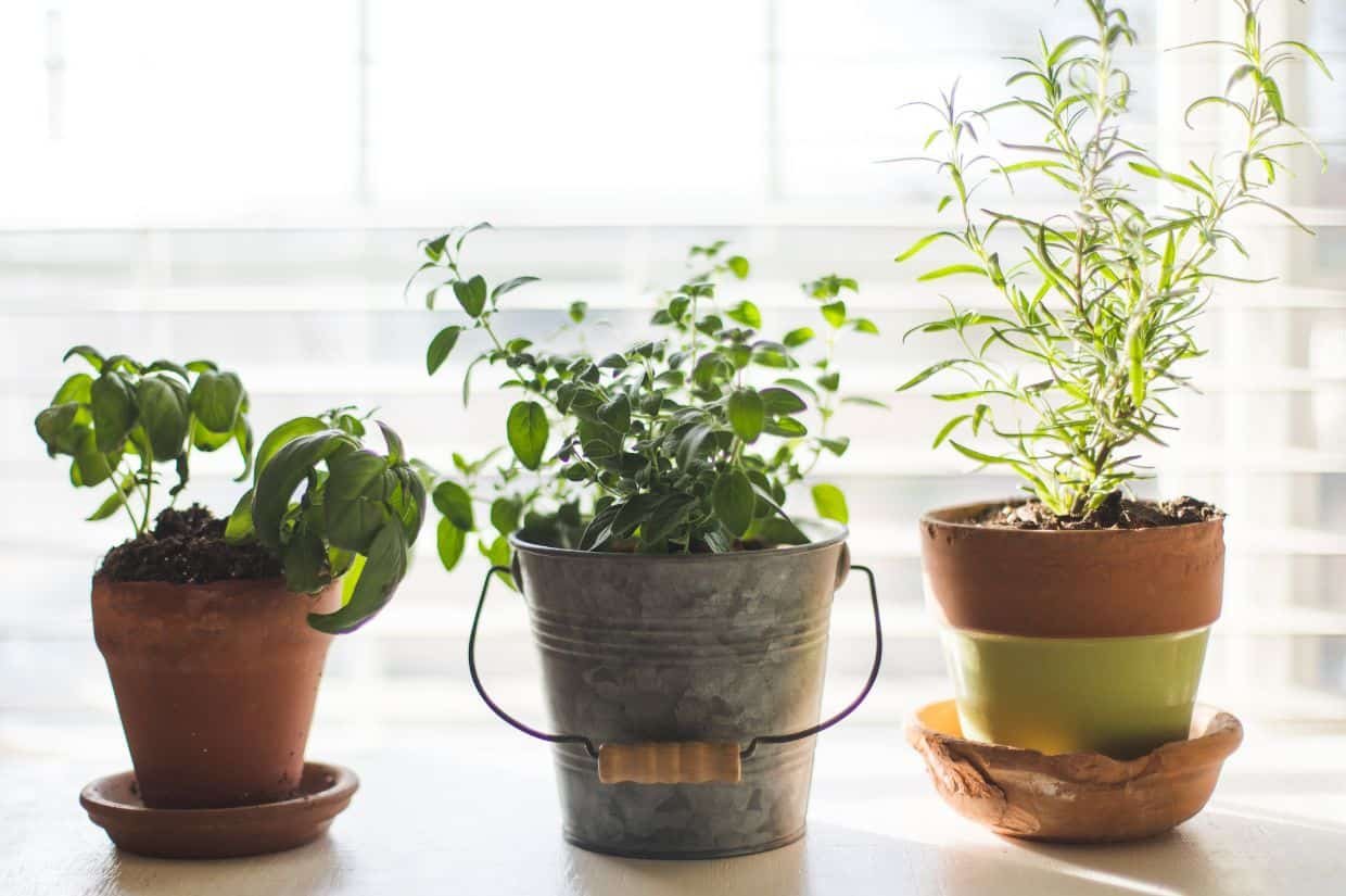 Petite and productive: How to create an indoor herb garden