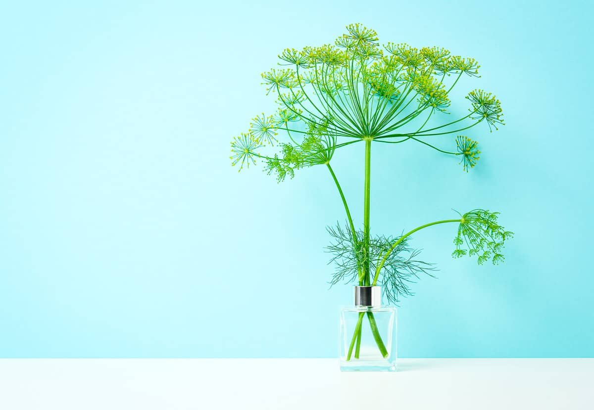What's the deal with dill? How to prep, cook and store fresh dill