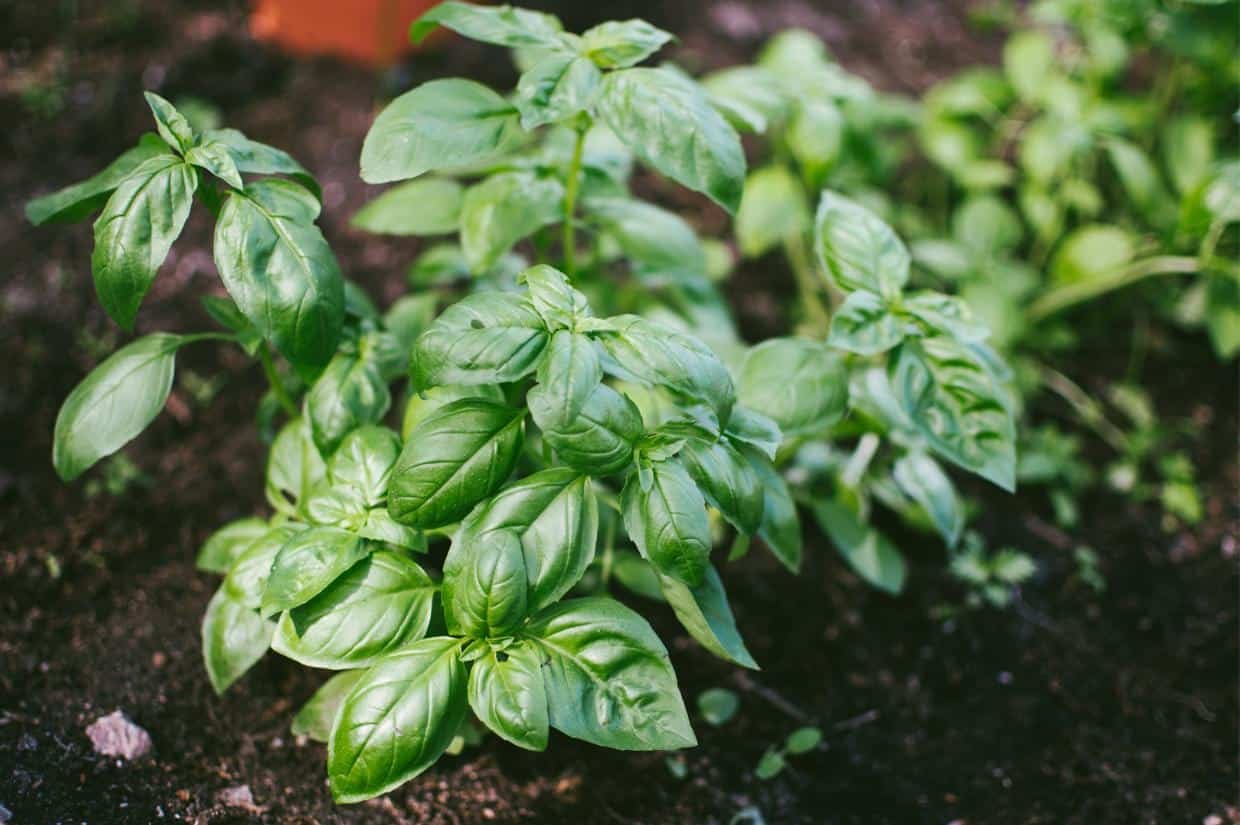 How to Start an Herb Garden: Tips for First-Time Gardeners