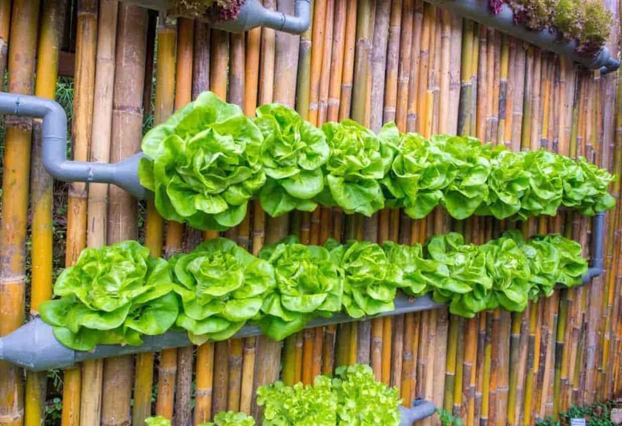 Grow Up: 7 Vertical Gardening Tips for Foodies