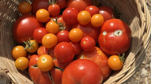 14 Fast-Growing Tomatoes You Should Add To Your Garden