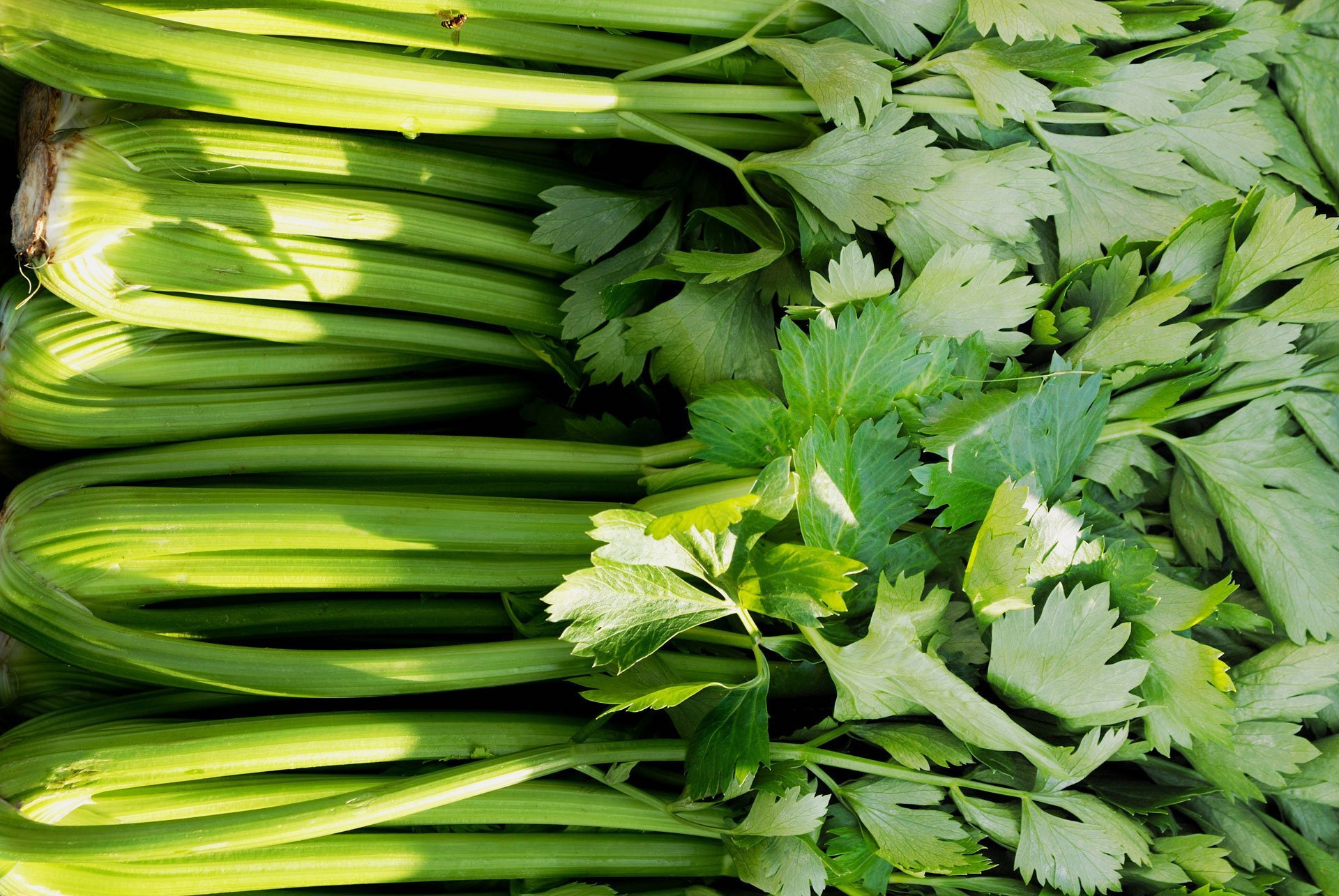 How to Use Celery Leaves