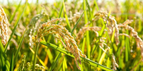 What You Need to Know About the Environmental Impacts of Rice Production