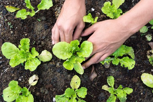 Which Gardening Method is Right for Your Home Garden?