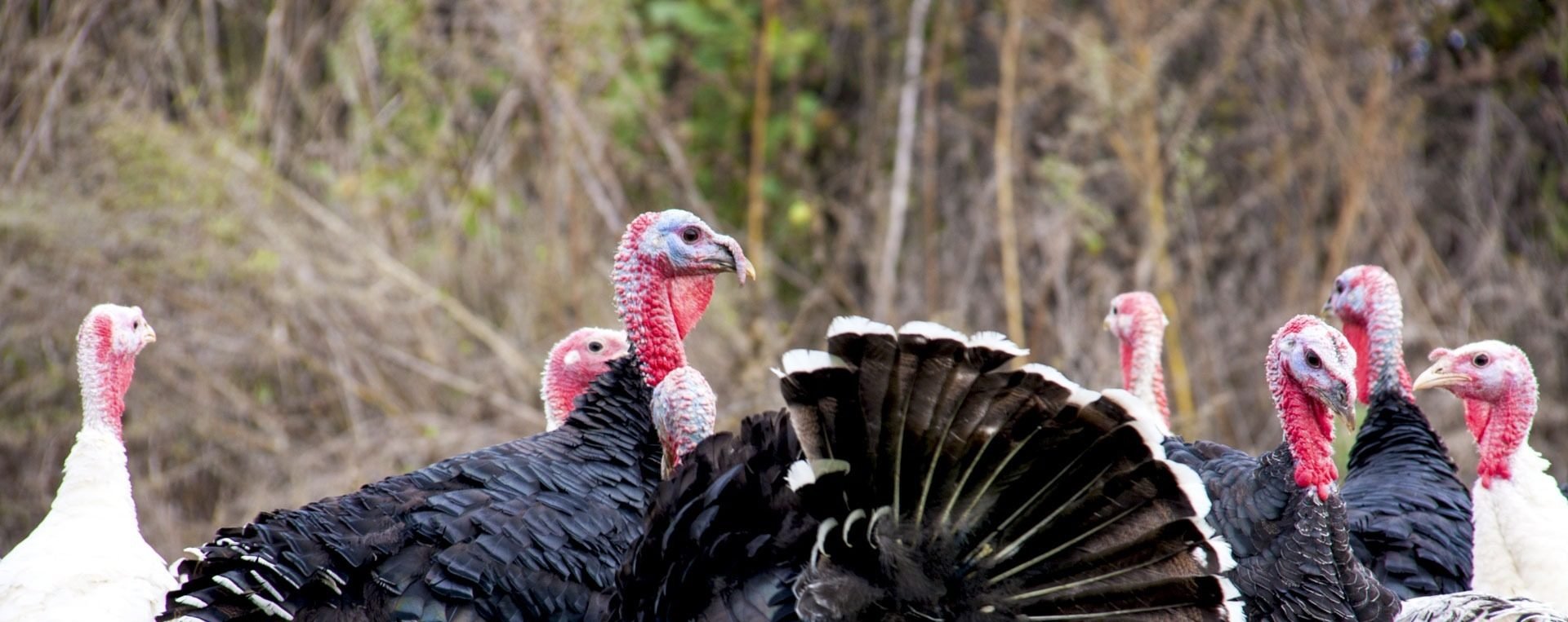 Your Guide to Buying and Cooking a Heritage Turkey for Thanksgiving
