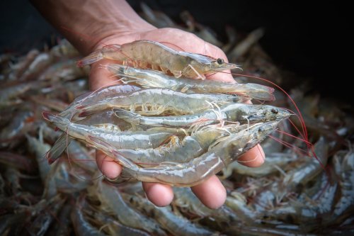 A new study finds human disease that originates in farmed shrimp