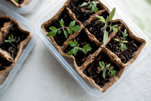 Sustainable Seed Starting and Sharing: A How-to Guide