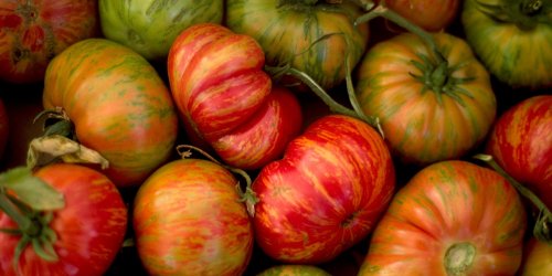 Advice From a Tomato Expert About The Best Heirloom Tomato Varieties