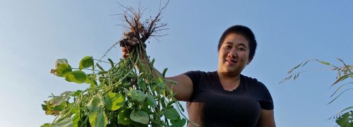 The Hmong Farmers Who Feed The Twin Cities’ Farmers Markets