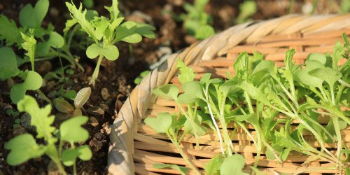 How to Prevent Garden Food Waste