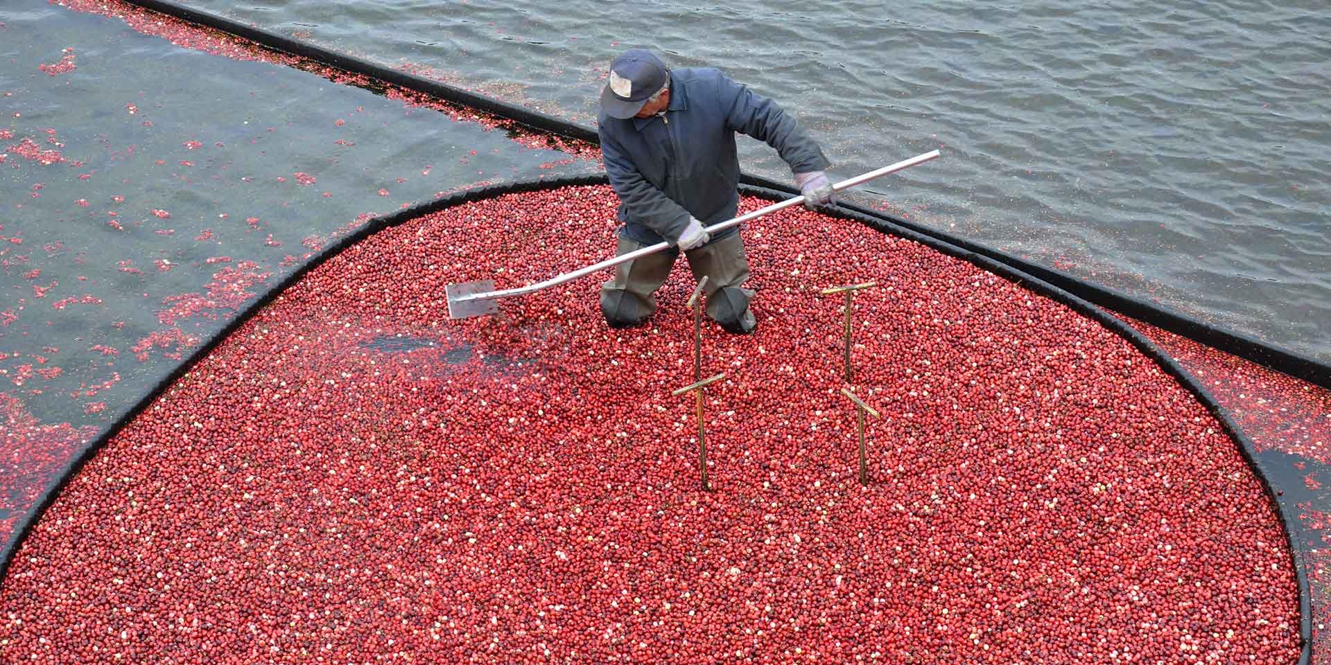 With Climate Change, the Future of Cranberry Growing Is Uncertain