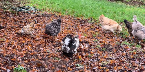 Things to Keep in Mind If You Want to Get Backyard Hens for Eggs