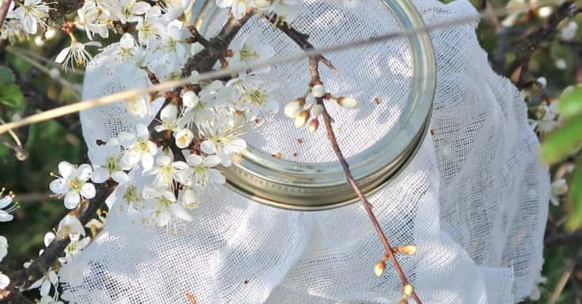 How To Make Sourdough Starter From Wild, Natural Yeast