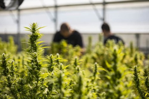 Why Canopy Growth Stock Could Double in 2024
