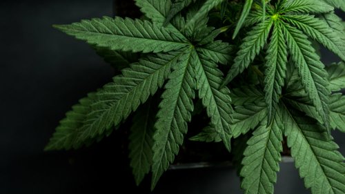 TFSA Investors: These 3 Pot Stocks Could Turn $6,000 Into $60,000 by 2025 | The Motley Fool Canada