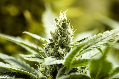 Researchers Discover Cannabis Compound That May Be 30 Times More Potent Than THC