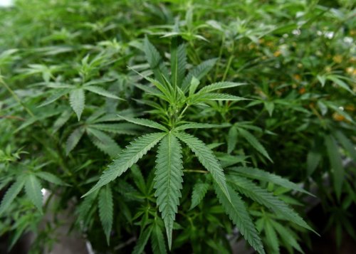University Of Mississippi To Lead National Cannabis Resource Center