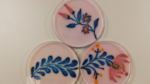 Bacteria Become Art Tools In Annual Agar Art Competition