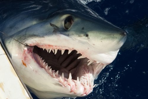 Indian Ocean Tuna Commission Passes New Shark Rules — With One Big Exception
