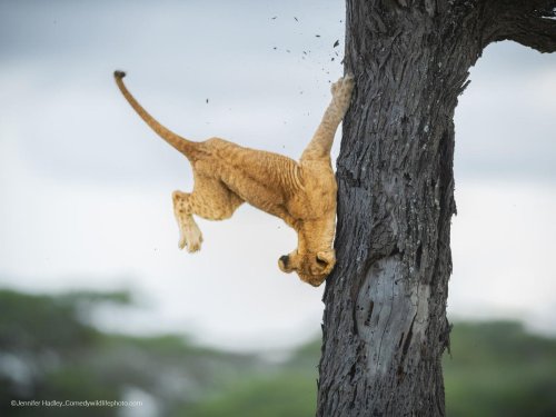 Comedy Wildlife Photography Awards 2022: The Funny Winning Images