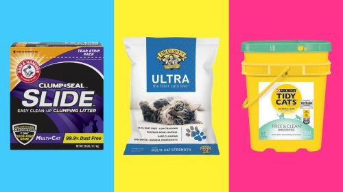 The Absolute Best Cat Litters, Based On Extensive Testing