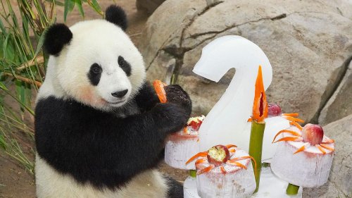 Panda Will Return To San Diego Zoo As China Plans To Resume Popular Diplomatic Gesture