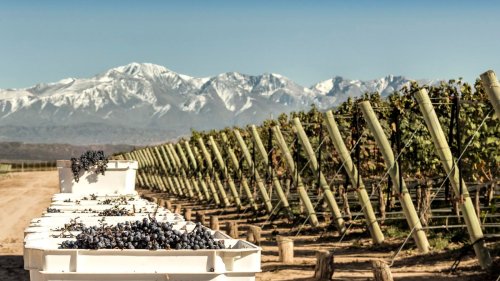 Three Ways To Explore Mendoza, Argentina’s World-Class Wine Destination