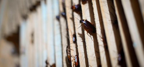 China’s Low-Key ‘Cockroach Industry’ Could Reshape Medicine, Meals, Makeup—A Biologist Explains