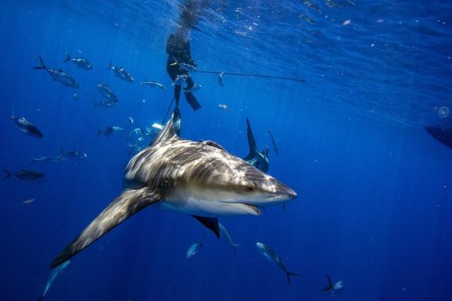 Shark Deterrents: Do They Work?