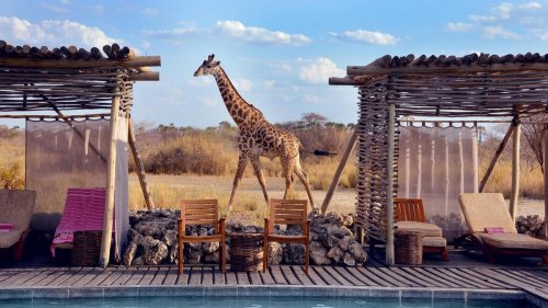 Five Bucket List Luxury Lodges For Wildlife Lovers