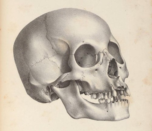 How A Museum’s Human Skull Collection Sparked A Racial Reckoning