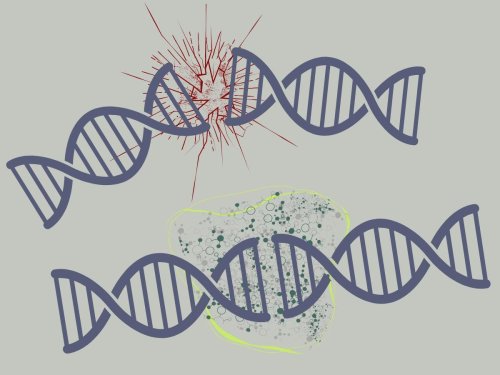 Molecular ‘Super Glue’? How Our Body Repairs Broken DNA