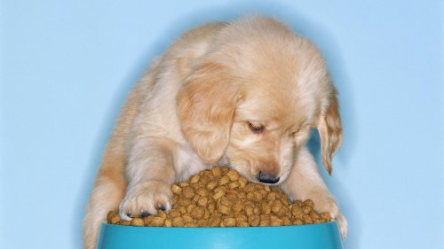 16 Pet Foods Possibly Linked To Heart Disease In Dogs, FDA Reports