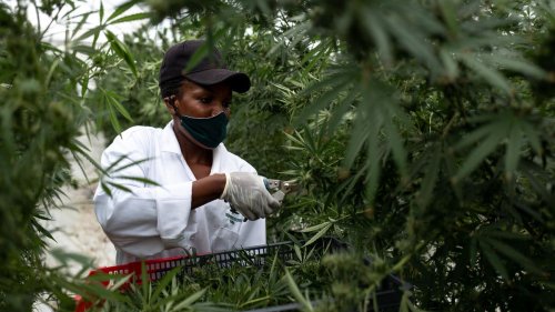 The 5 New Cannabis Markets Are Predicted To Create Over 26,000 Jobs