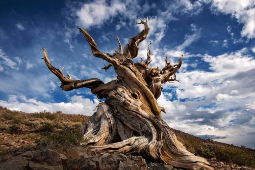 Meet The World’s Oldest Tree — Nearly 5,000 Years Old And Born Before The Pyramids