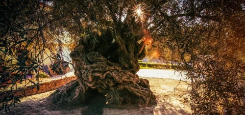 Meet The 4,000-Year-Old Olive Tree That Saw The Rise And Fall Of Alexander The Great’s Empire—A Biologist Explains